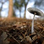 Ook onze bossen ''puffen'' tijdens hittegolf