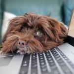 Hond bij laptop