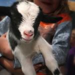 geitje-kind-boerderij