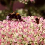 hommel-bij-bloem-natuur