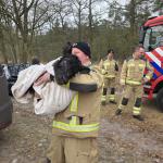 kalf-wildrooster-brandweer