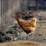 kip-pluimveehouderij-scharrel