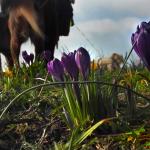 lente-krokus-hond-zon-temperatuur