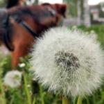 paardenbloem-pollen-hond