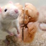 rat-muis-hersenen-alzheimer-medicijjn