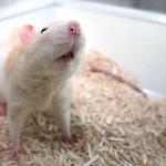 rat-muis-laboratorium