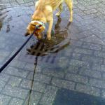 Wateroverlast-hond-put-regen