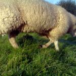 Foto van schaap in weiland | Archief EHF