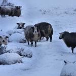 schapen-sneeuw-schemer-weiland