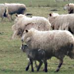 schapen-lammeren