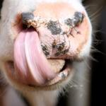 Eiwitmaatregel kabinet gaat ten koste van diergezondheid en productie