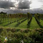 Maasvallei Limburg wijn krijgt BOB-vermelding