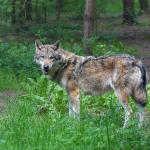 wolf-bos-bomen