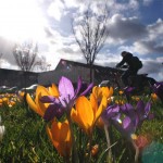 Foto van krokus lente | Archief EHF