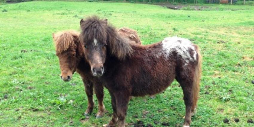 Foto van verwaarloosde pony's | Politie