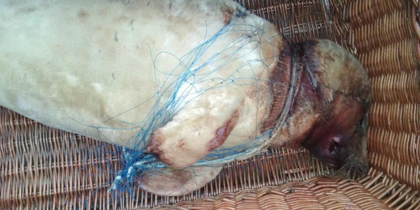 Zeehondencentrum bezorgd om plotselinge toename in visnet verstrikte zeehonden