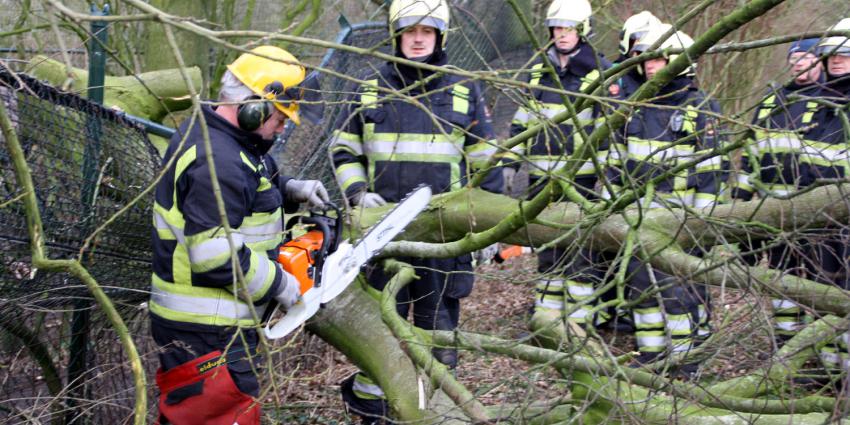 Boom omgewaaid in wolvenverblijf | Henk Brunink