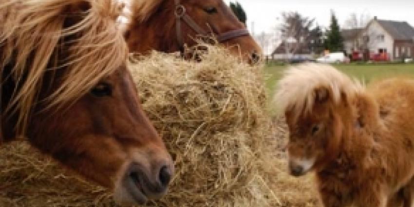 Foto van pony's | Archief FBF.nl