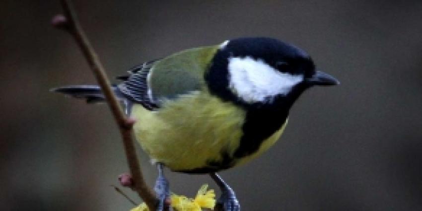 Foto van vogel | Archief FBF.nl