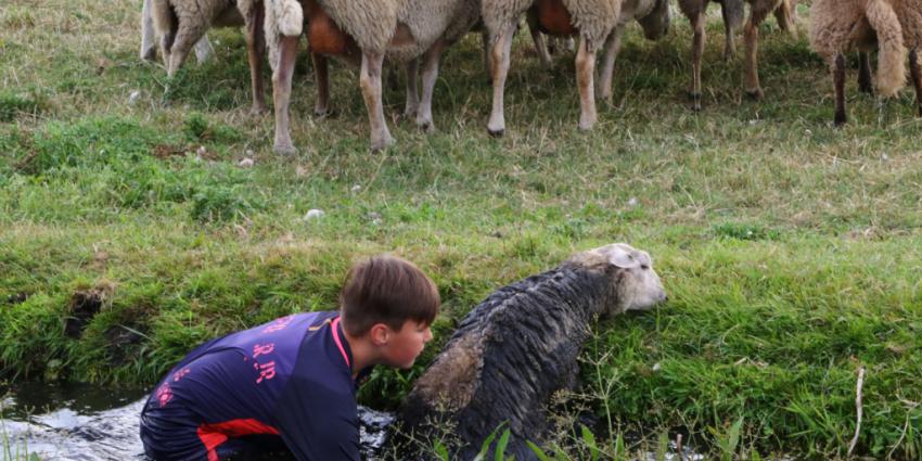 Jongen haalt twee schapen uit de sloot
