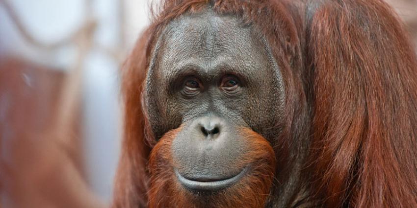 Orang-oetan Binti (18) in water Apenheul gevallen en overleden
