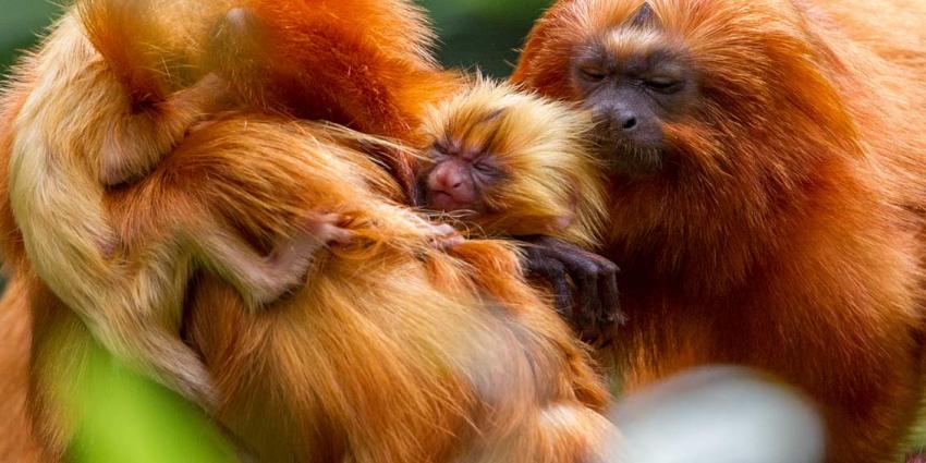 Zeldzame gouden leeuwapentweeling geboren