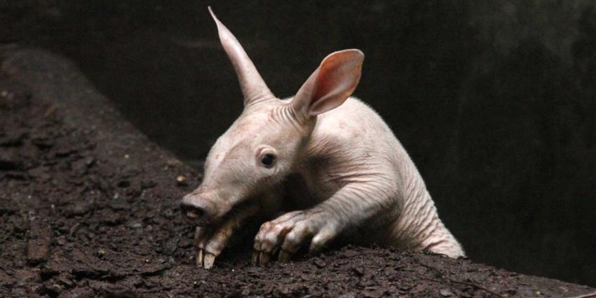 Burgers’ Zoo jongste aardvarken wordt 1 jaar