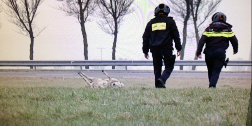 Bemanning politiehelikopter zet schaap weer op vier poten