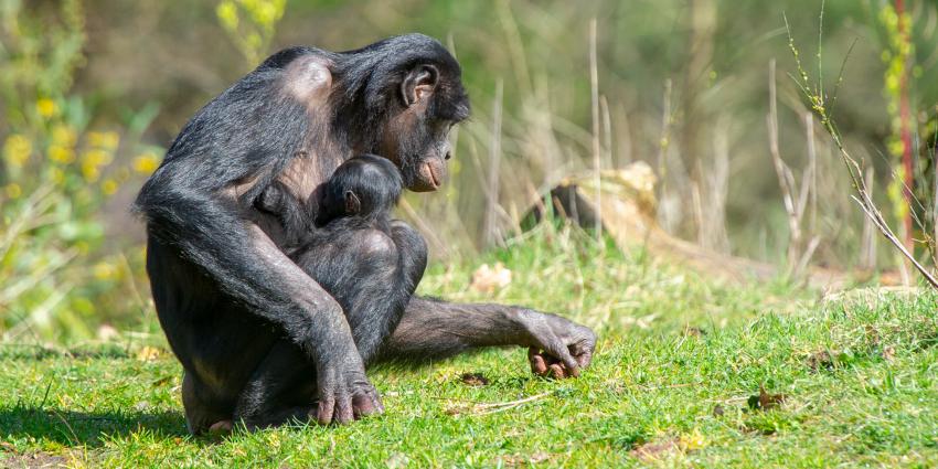 Moeder met baby Bonobo