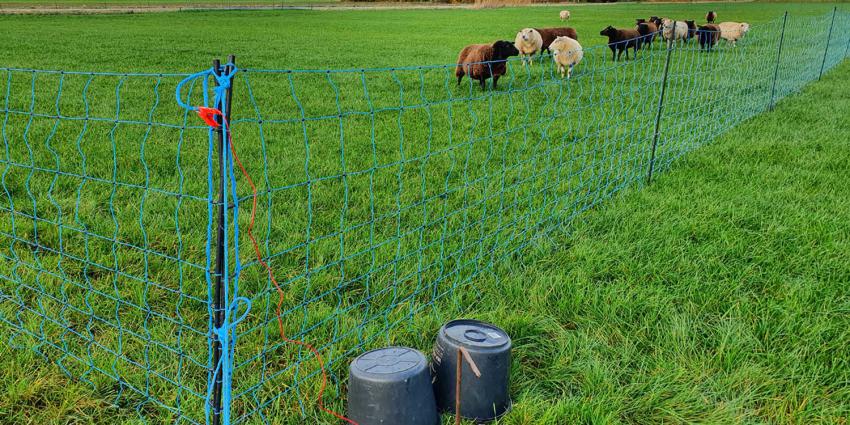 bescherming-netten-schapen-wolf