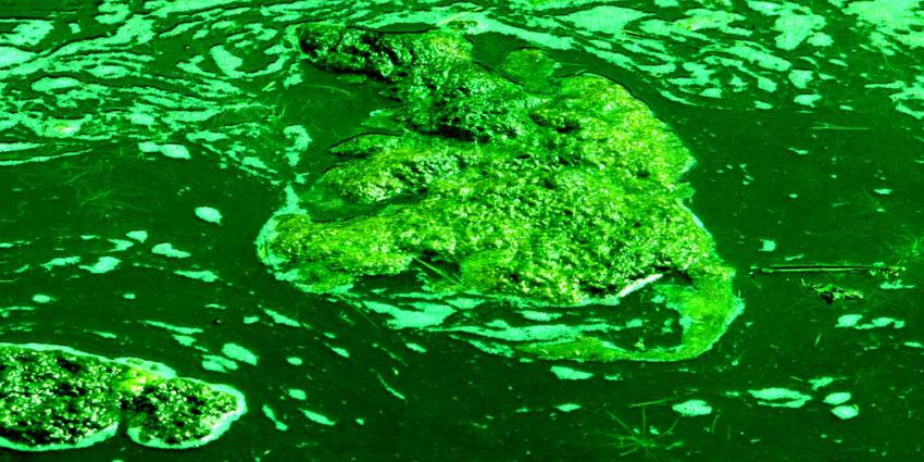 Foto van sloot groen alg | Archief EHF