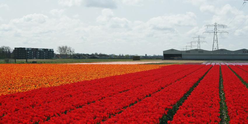 tulpen