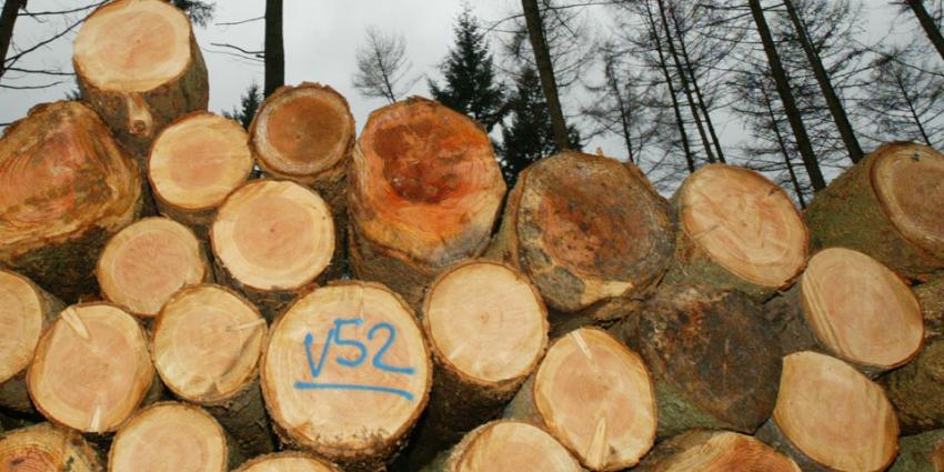 Veel bomen rot rondom Het Oude Loo 