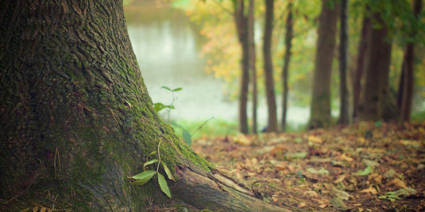 Bomen in natuurgebied