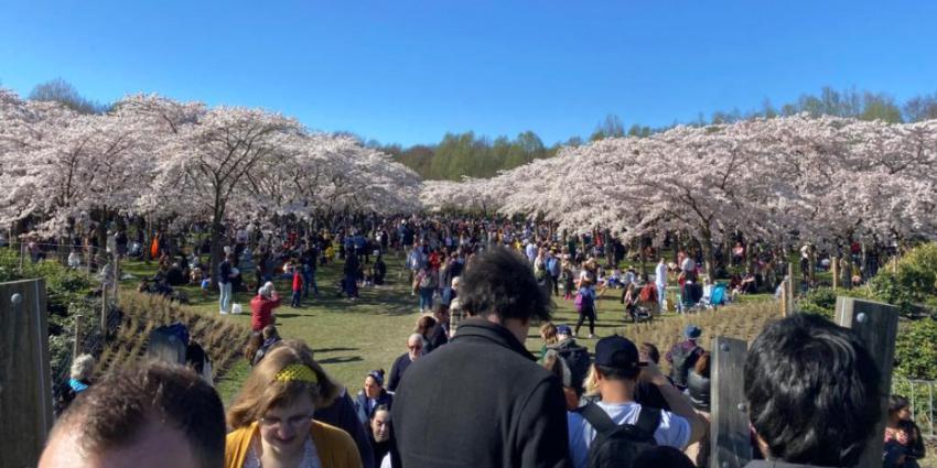 Drukte in Amsterdamse bos vanwege lenteweer en bloeiende Bloesempark