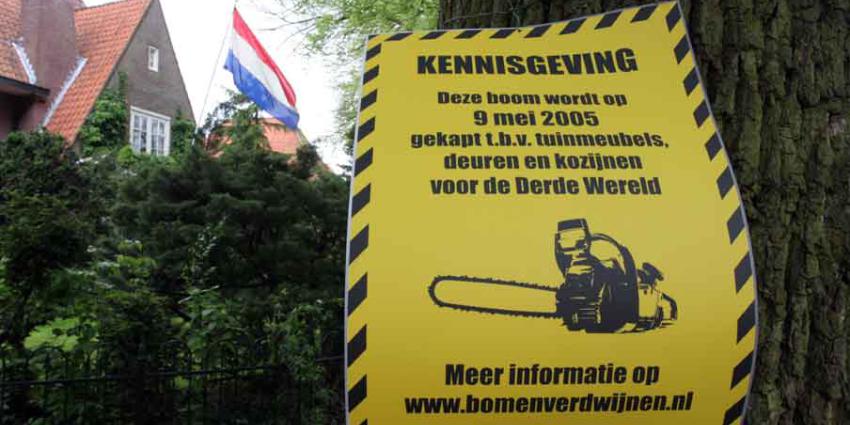 Een oude boom kap je niet: studie toont verband tussen grote stadsbomen en menselijke gezondheid