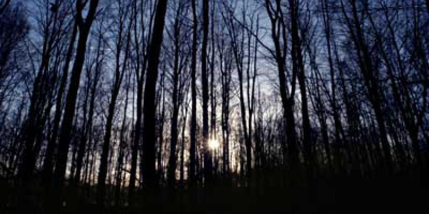 bos-bomen-zon-tegenlicht