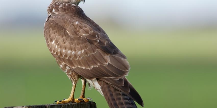 Agressieve buizerd Burdaard in Friese Burdaard