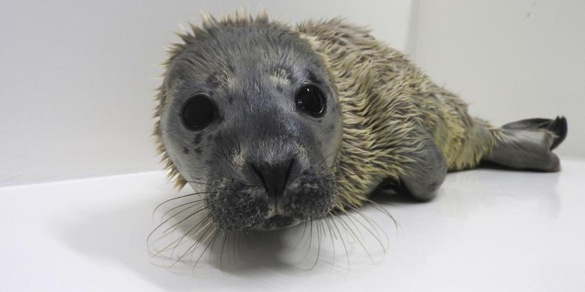 Foto van zeehondenjong Cookie