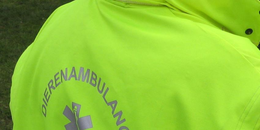 Vrijwilliger (71) stal geld voor dierenambulance Doetinchem