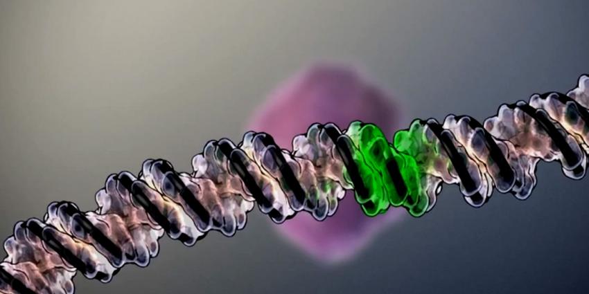 Foto van minidarm DNA taaislijmziekte | UMC