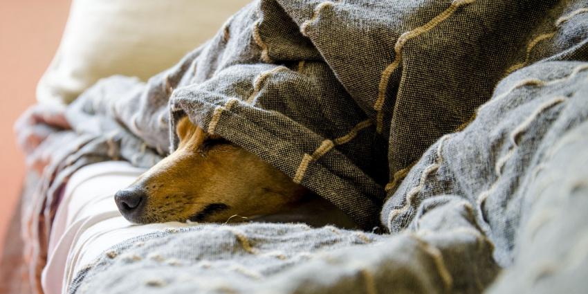 Hond in bed