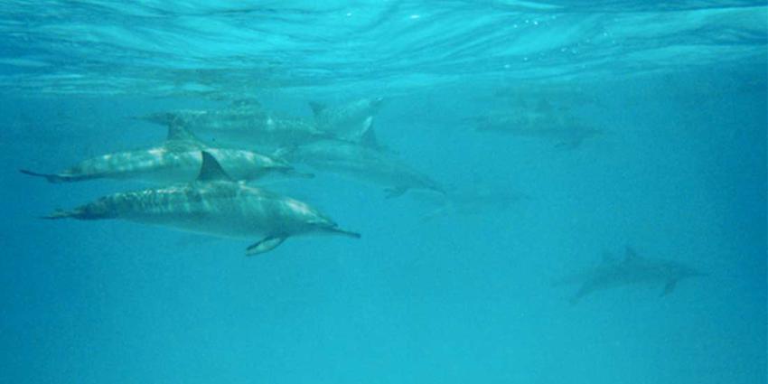 ierenorganisaties: ‘Ook Nederland zou fokverbod moeten instellen voor dolfijnen in gevangenschap’