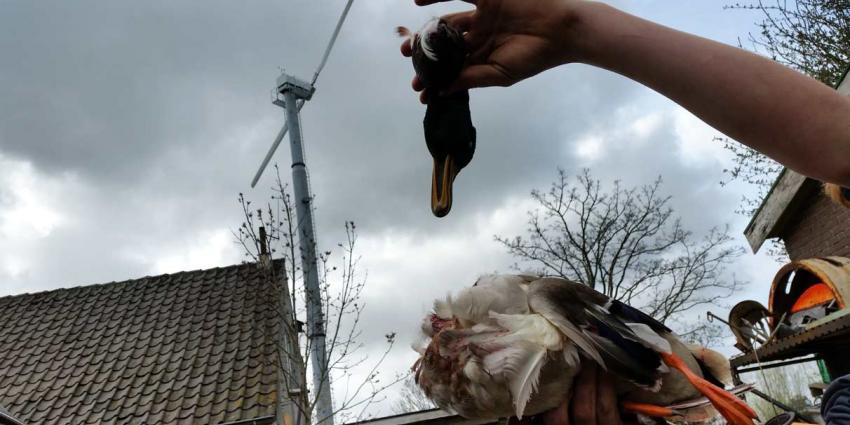 Aantrekkende wind zorgt voor dubbele inkomsten voor boer