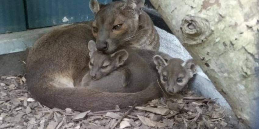 Fossa moeder met jongen