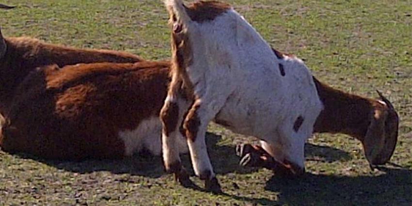 Geiten en konijnen moedwillig gedood in Moerdijk