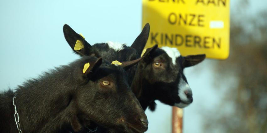 Afghaanse vader ruilt dochter (6) voor geit