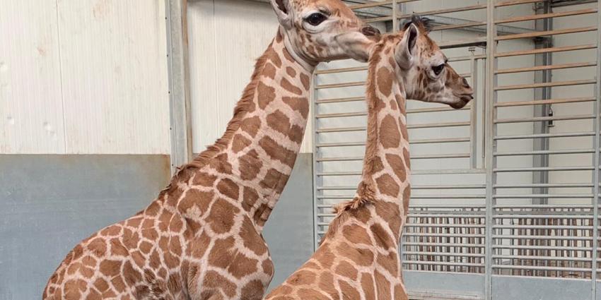 Giraffen Jacques en Max