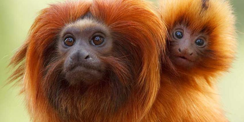 Bij Apenheul lopen weer twee gouden leeuwapen tussen de bezoekers