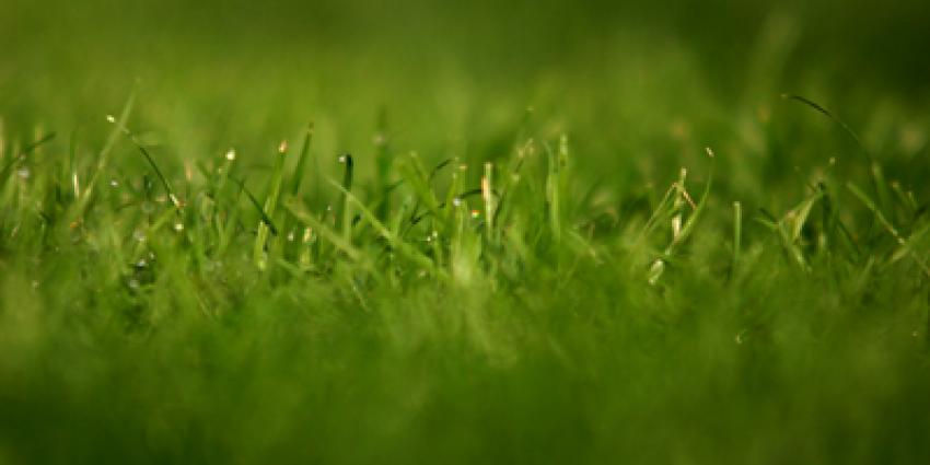 Foto van grasmat voetbal | Archief EHF